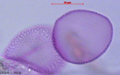 ISEM 1/Lilaea_scilloides_29101/Lilaea_scilloides_29101_0001(copy)_thumb.jpg